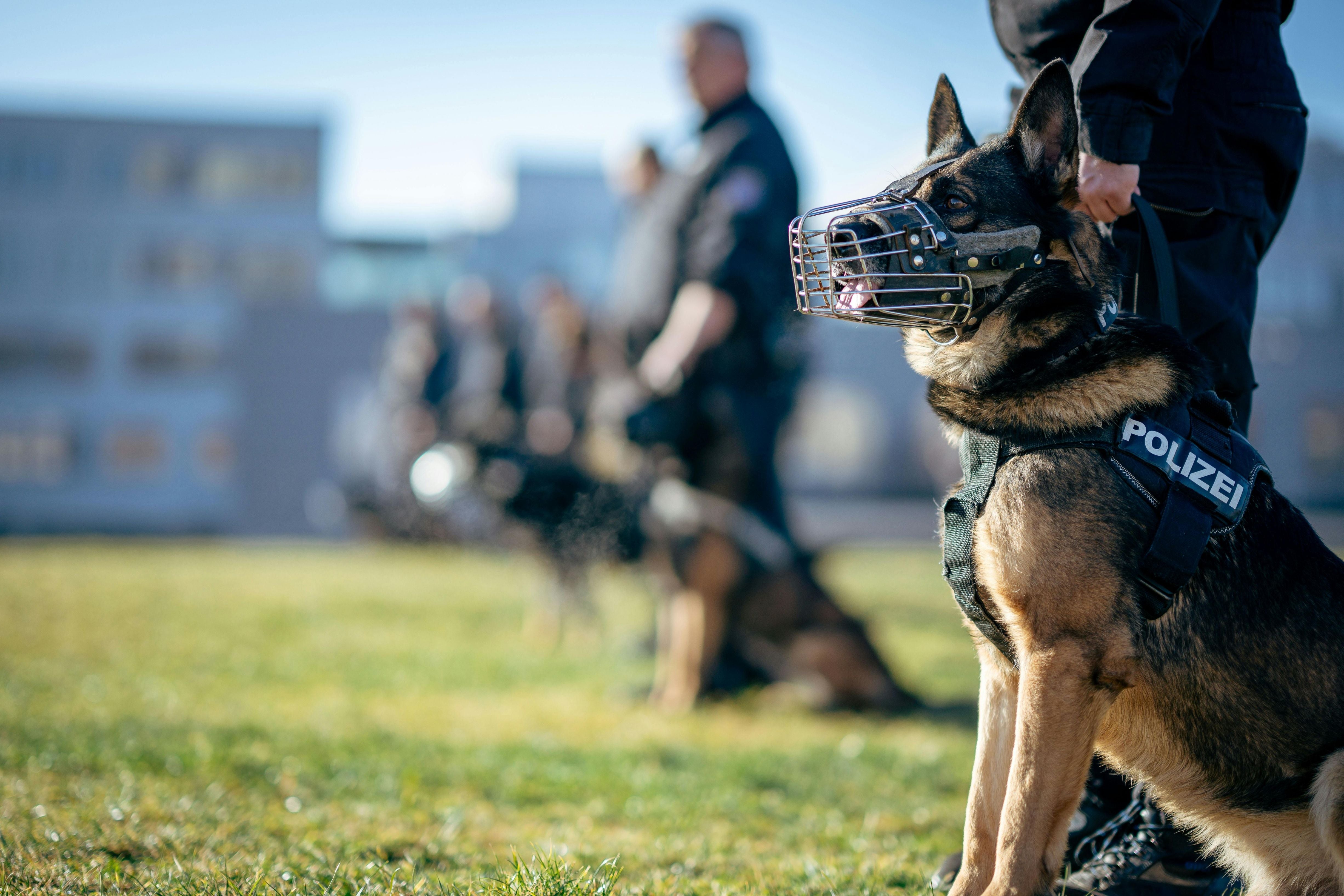 The Role of a Tactical Watch in K-9 Handling Operations